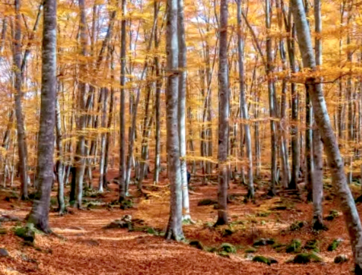 OTOÑO EN LA GARROTXA (Girona)